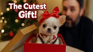 Tiny Chihuahua Wrapped Like a Present, Ready to Melt Dad’s Heart 🎁❤️🐾