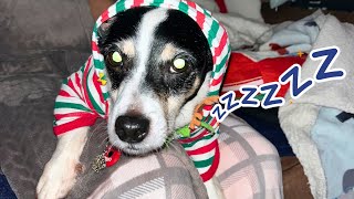 HOW TO CALM MY DOG | Rain Sounds For Sleep | Nature Sounds | Black Screen