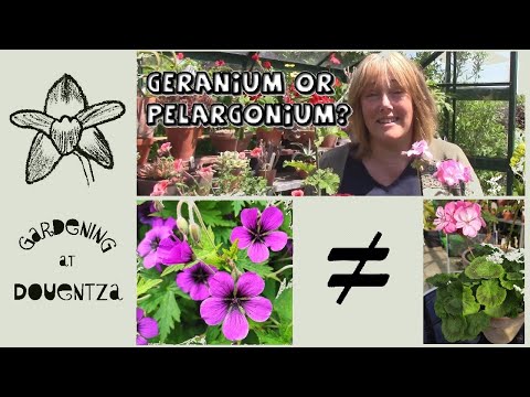 Wideo: Co to jest Geranium Blacknoga – Wskazówki dotyczące leczenia Geranium Blacknoga