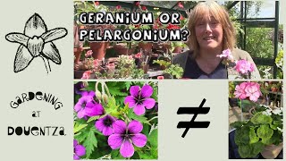 Geranium or Pelargonium || What Is the Difference || Quick & Easy Guide