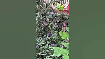 August 10 2025 
