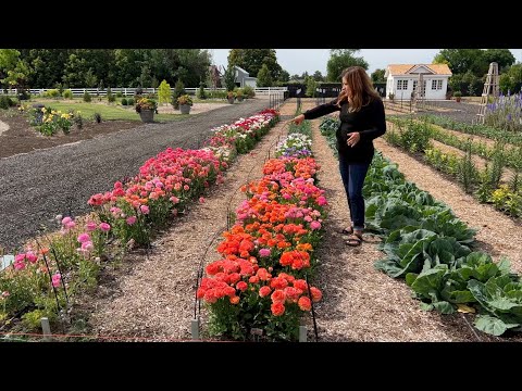 How I Grow Ranunculus (+ Schedule of Planting Dates)! 🌸🙌💚 // Garden Answer