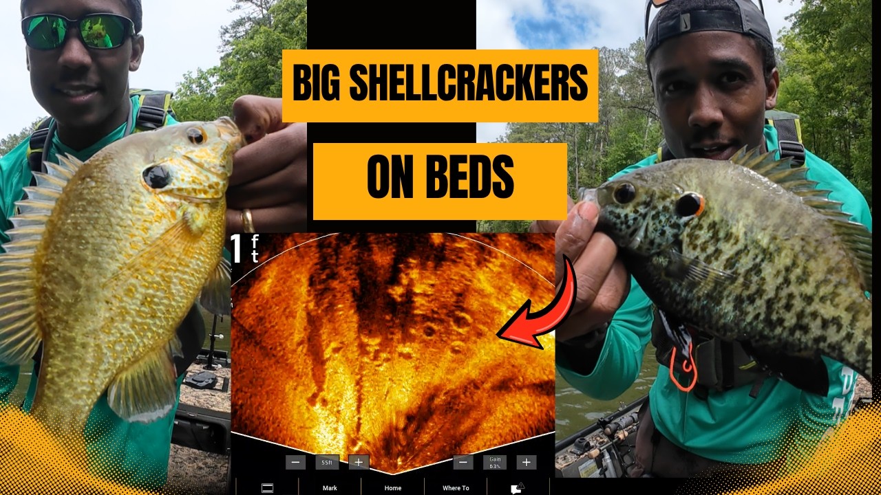 Shellcracker Bird CAUGHT THEM IN THE ACT! How to Find BIG Spawning SHELLCRACKER ON BEDS ...