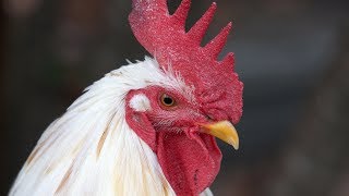 Leghorn Chickens | The Go-To White Egg Layer How Many Eggs Does A White Leghorn Chicken Lay