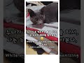 누나가 좋다... 🐱♥️ #russianbluecatvlog, #고양이의일상, #고양이힐링영상