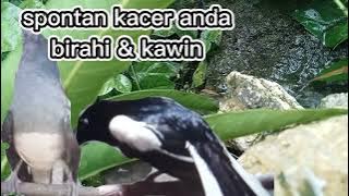 suara Kacer kawin,untuk pancingan Kacer agar Kacer yang macet produk ,produk kembali.