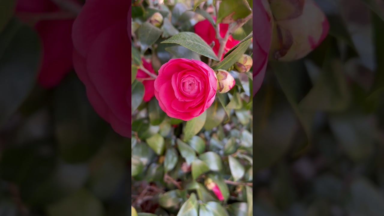 Was not expecting to see that little guy 🐊 