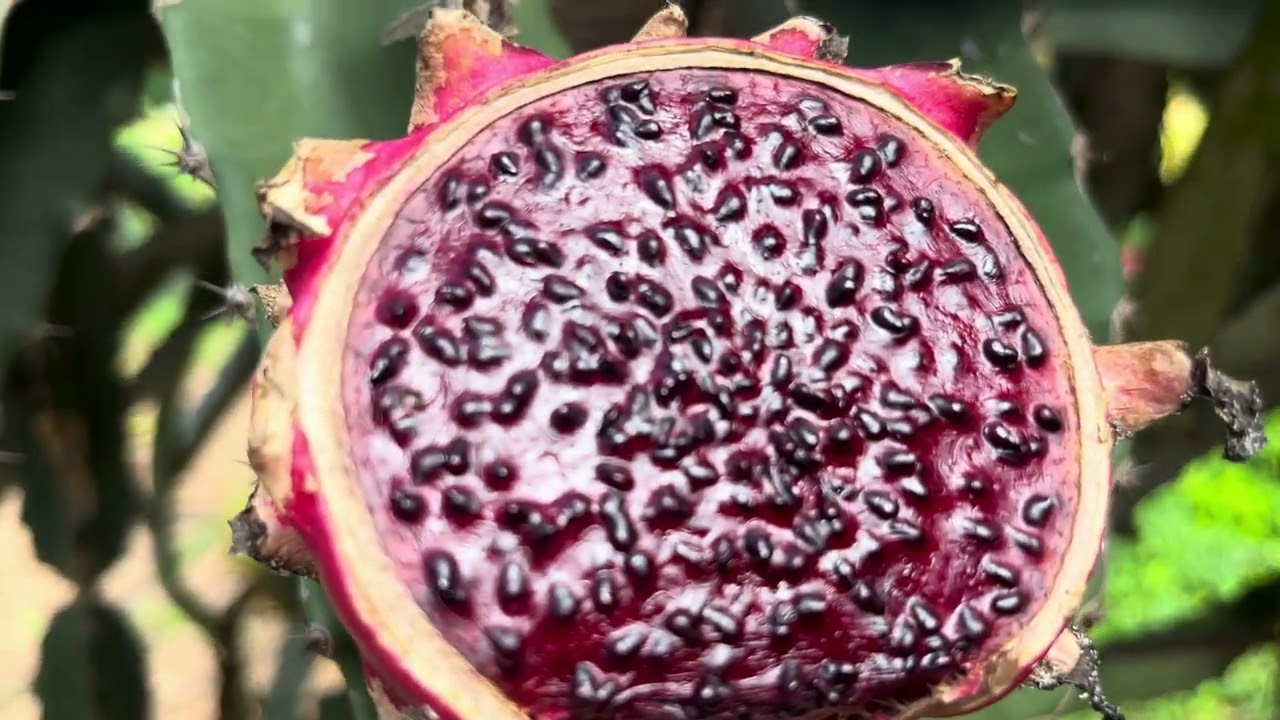 Tira teima, quem é quem?