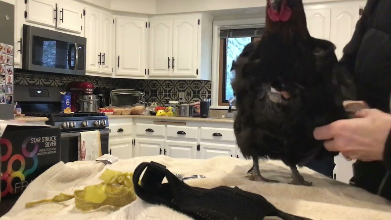 “Coppertop” 10 Days Post Impacted Crop Surgery