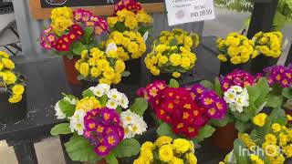 Greenhouse in Grand rapids(Michigan State)