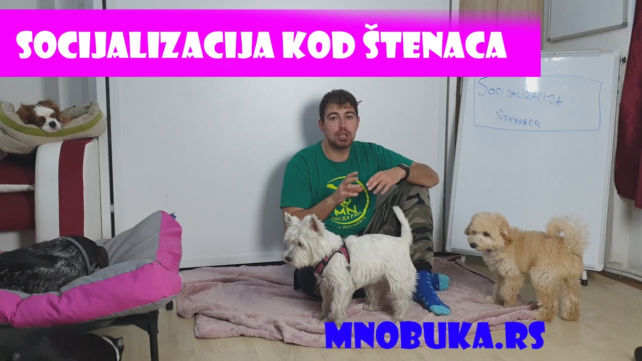 SOCIJALIZACIJA ŠTENACA | NAČIN UPOZNAVANJA | GRUBA IGRA | MN OBUKA PASA I EDUKACIJA VLASNIKA