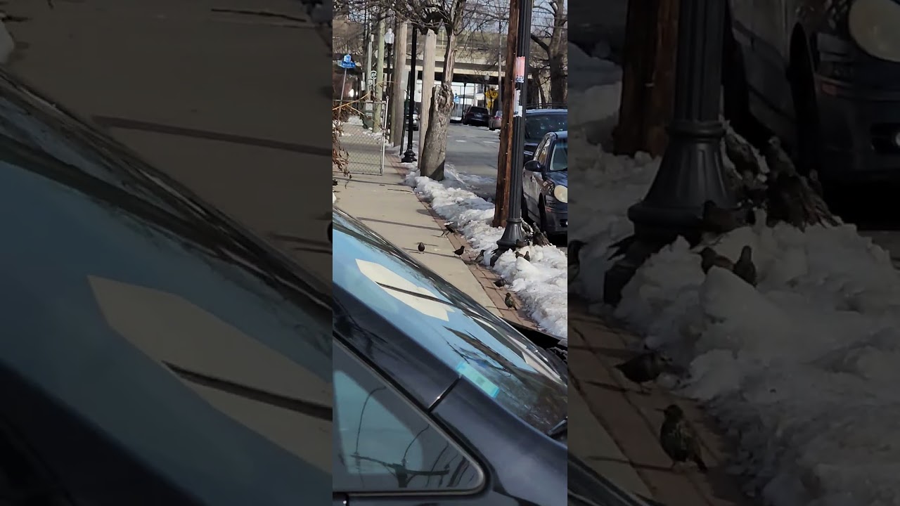 Birds playing in the Snow. Aves jugando en la nieve. 