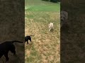 Aussiedoodle and Mini Labradoodle running full speed and playing