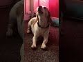 Butters waiting on his McDonald’s #dog #funny #cute