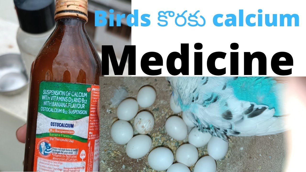 birds కొరకు calcium medicinebest calcium medicine for lovebirds best