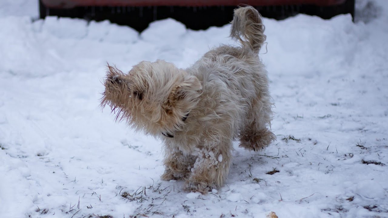 Live selling at winter night market.