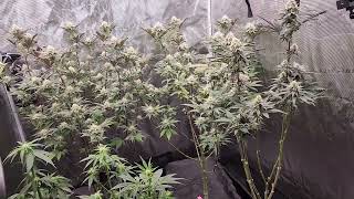 season 8 mid flower
