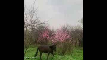 قل لن يصيبنا الا ما كتب الله لنا #تلاوات_خاشعة