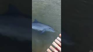 #Анапа Дельфин 🐬 приплыл к Людям, показывает себя!
