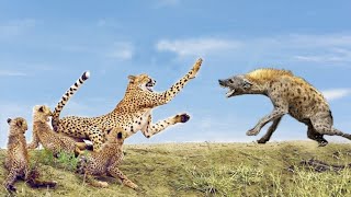 OMG_ Hyenas Really Want To Save Impala From Leopard Hunting –King Hyena Steal Animal tv