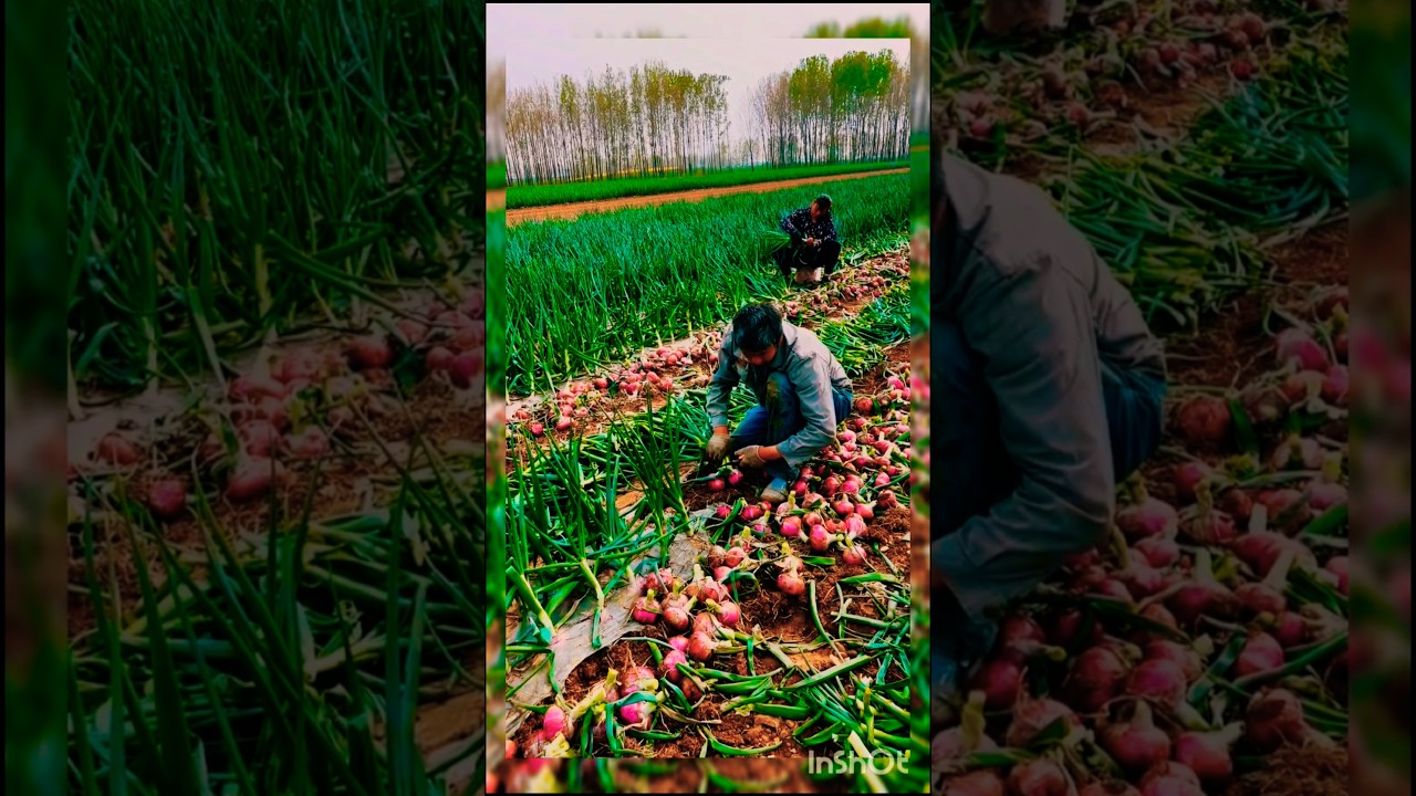 onion farming in China ll 
