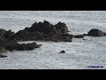 Seals at Lizard Point, Cornwall, 29th of August 2021