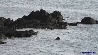 Seals at Lizard Point, Cornwall, 29th of August 2021