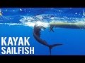 Kayak Fishing: 6-FOOT SAILFISH, Kingfish and Big Sharks