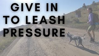 Teach Your Dog How to Give In to Leash Pressure (Whiplash Turn Foundations) by Summit Dog Training 1,080 views 3 years ago 6 minutes, 43 seconds