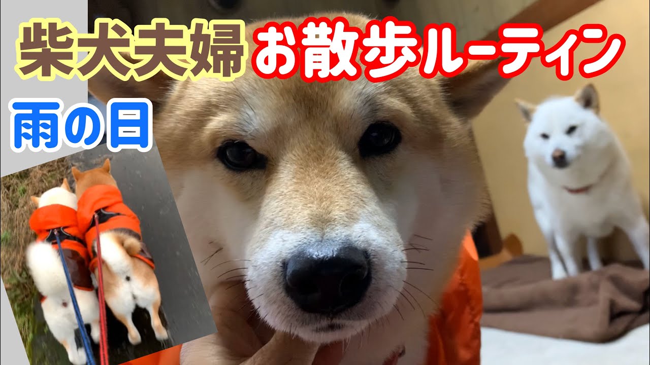 柴犬夫婦の雨の日お散歩ルーティン Youtube