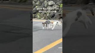 물고기 사냥에 성공한 어미 냥이 #제주도바다에는고양이가산다