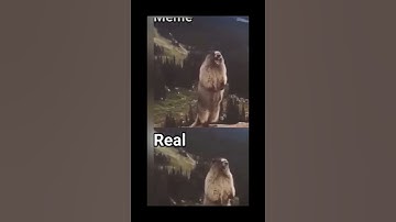 Beaver screaming meme vs real