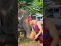 A trip to the Big Buddha and the elephants | Поездка на Большого Будду и к слонам | Phuket 2024
