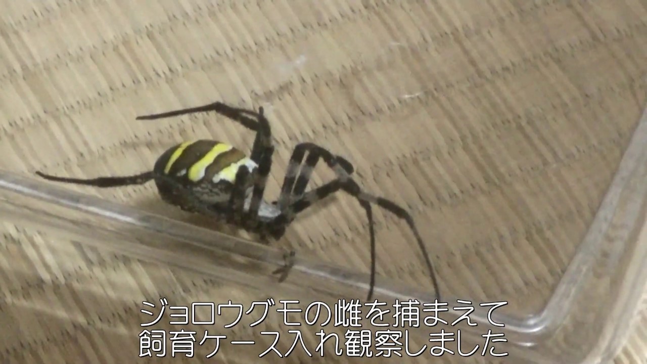コガネグモの飼育 昆虫観察 Youtube