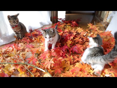 紅葉で遊ぶ子猫たち　221111