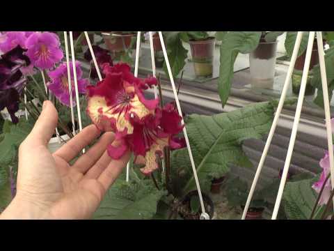 Video: Streptocarpus Dimetris: Opis Uzgojnih DS-Smoke I DS-1290, DS-1755 I DS-1719, DS-Eternity I Drugih Sorti