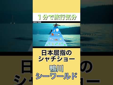 【水しぶき覚悟】鴨川シーワールドのシャチが感動レベル　#鴨川シーワールド#KamogawaSeaWorld#千葉観光#水族館巡り#家族旅行#関東おでかけ#デートスポット#週末旅行#房総半島