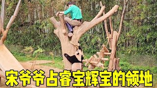 睿宝辉宝到点不下班，宋爷爷觉定强占先机，走姐妹俩的路让她两无路可走！【旺仔说动物】 by 旺仔说动物 1,725 views 2 weeks ago 10 minutes, 38 seconds