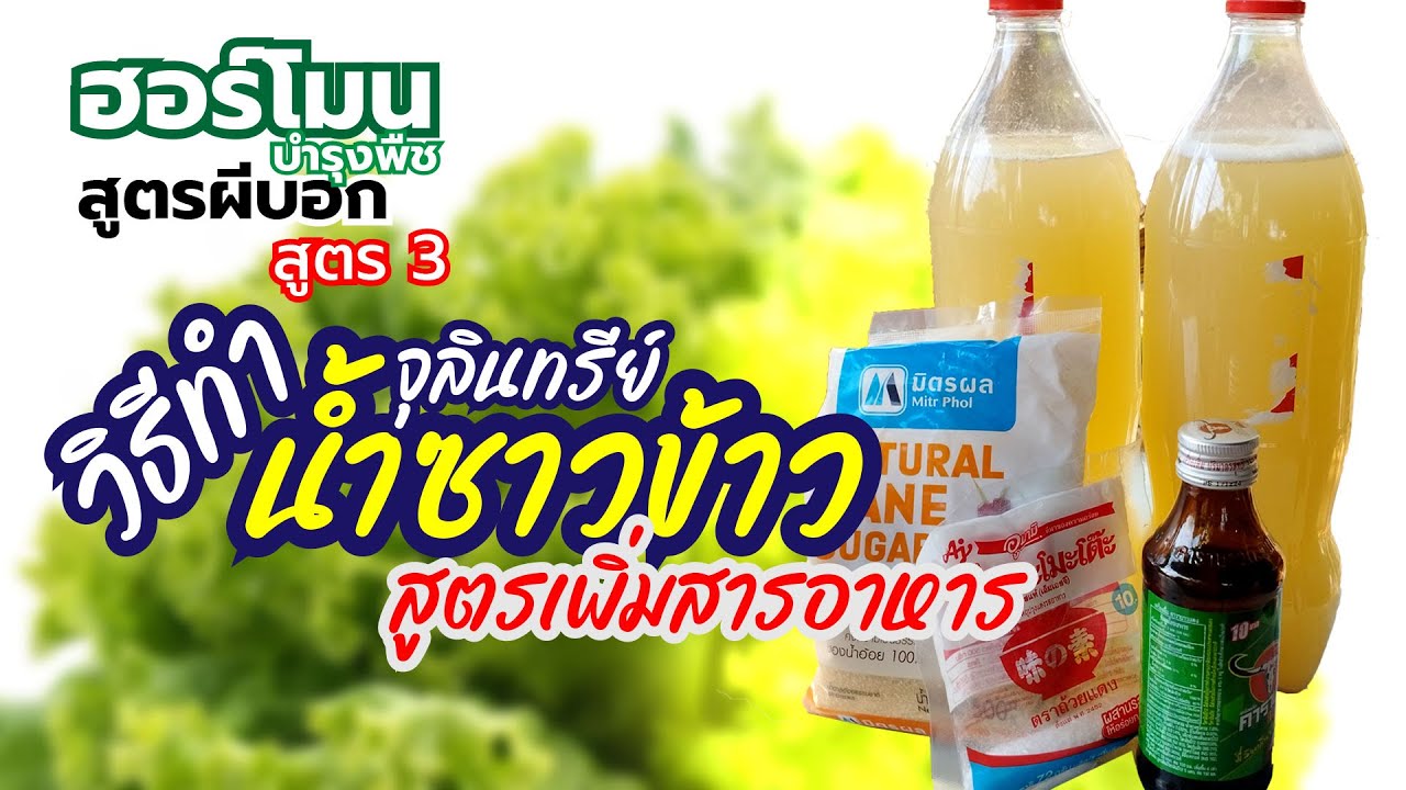 ทำตามได้ง่ายมาก #วิธีทำจุลินทรีย์น้ำซาวข้าว สูตรเพิ่มสารอาหาร #เร่งการเจริญเติบโตพืชทุกชนิด
