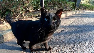 夕方の公園で出会った甘えん坊な黒猫