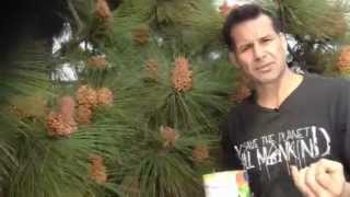 How To Harvest Pine Pollen and it's Benefits