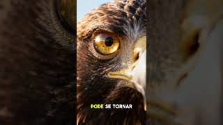 A única pessoa capaz de te derrotar #motivação #águia #superação #fé #deusnocontrole #short#reflexão