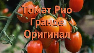 Томаты Рио Гранде Отзывы Фото