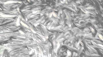 Nuôi cá lóc trong bễ lót bạt