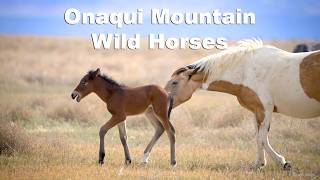 Roaming Free: Life as a Wild Horse of Utah's Onaqui Mountains
