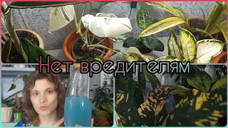 видео: Видео по просьбе🌱Почему на моих растениях нет вредителей🪰Быстрая обработка🌱Как выбрать препараты🌱 картинка: Видео по просьбе🌱Почему на моих растениях нет вредителей🪰Быстрая обработка🌱Как выбрать препараты🌱