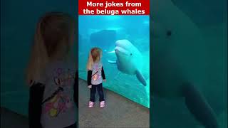 Jokes From The Beluga Whales