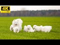 Family Baby Animals 4K 🦋 - Magical Cute Animal World With Relaxing Music (Colorfully Dynamic)