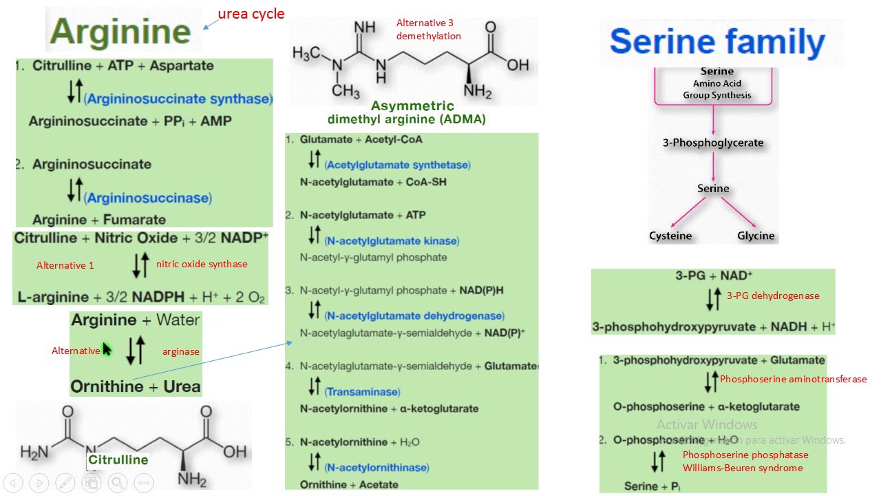 arginina serina ciclo de la urea síntesis biochemistry bioquímica - YouTube