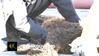 4K UHD - Firemen performing cpr and first aid to uncouncious dog in the street